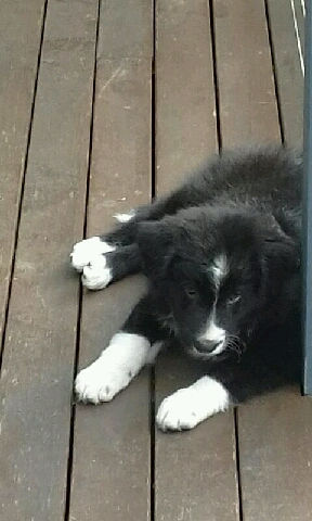 Cooper