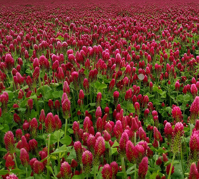 Crimson-Clover_OSU.png