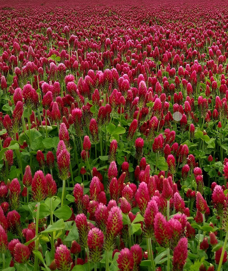 Crimson-Clover_OSU.png