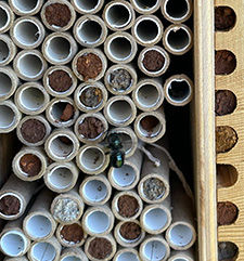 Native Mason Bees in Oregon