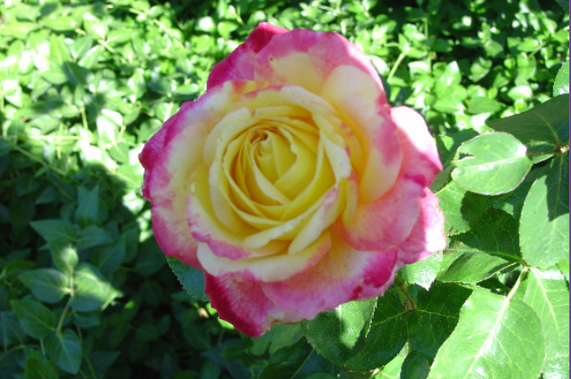 Lebanon Garden Tour 2026