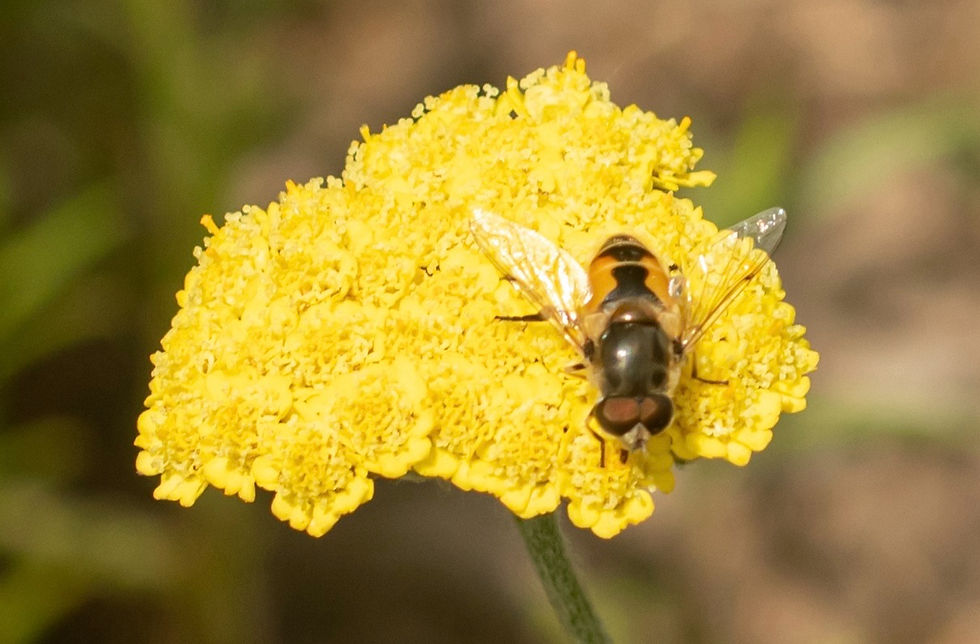 Hover Fly on Yellow Yarrow_edited