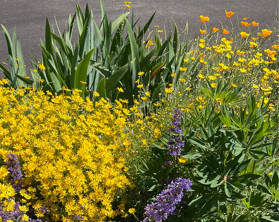 Oregon Native Plants