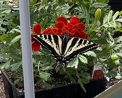 Swallowtail_marigold.jpg