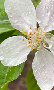 Apple Blossoms Rain_edited_edited_edited_edited.jpg