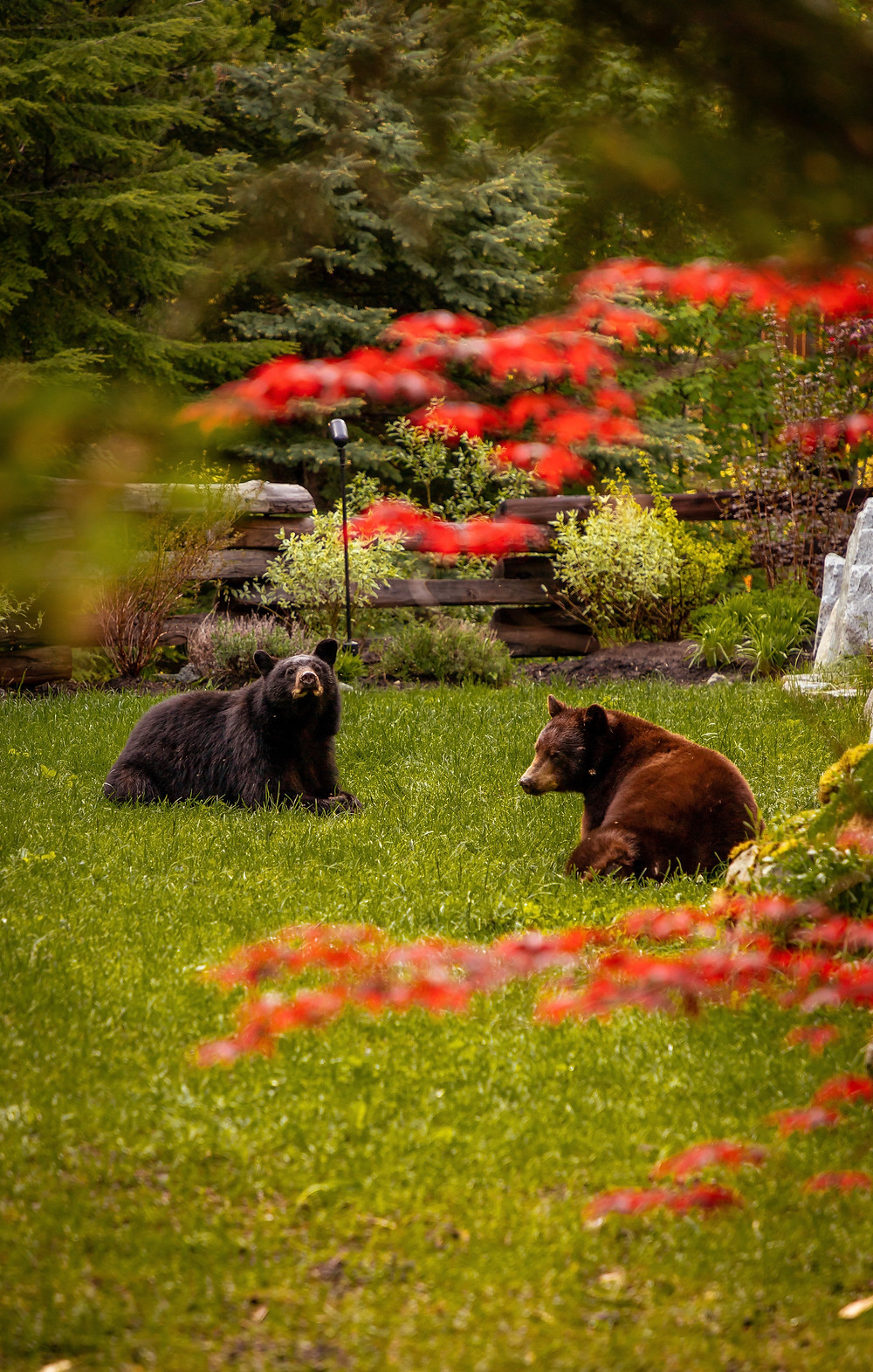Black Bear Whistler