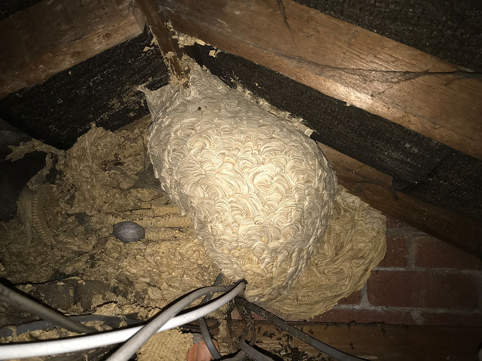 Wasp nest removal ashton-under-lyne