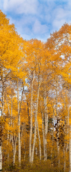 Puffy Aspen