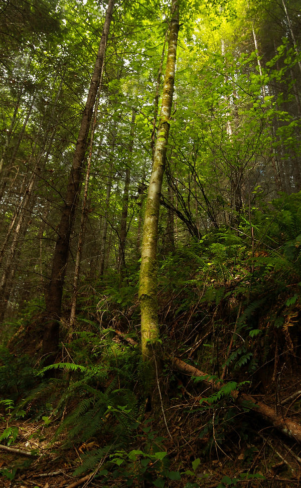 Mossy Aspen.jpg