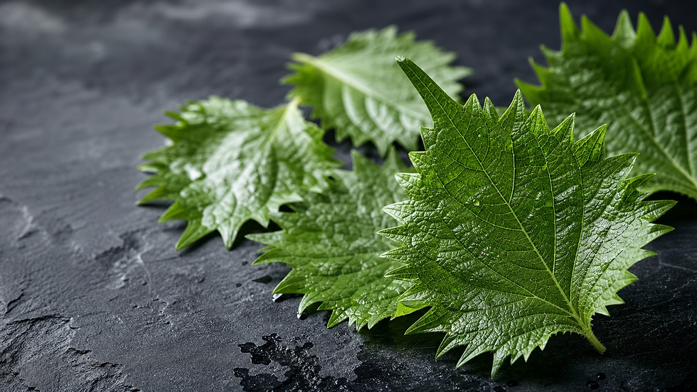 Shiso
