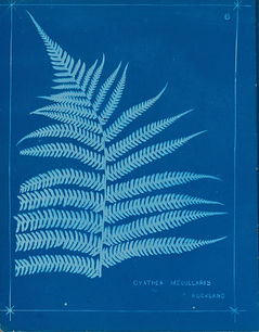 n11_w1150_49806235102_o.jpg