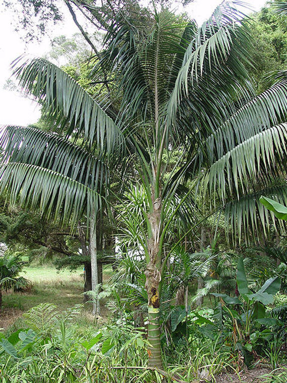 pandora monstera Pandora Vine Greenery Foliage Vine (Fresh Cut) – Greenchoice Flowers main image 0