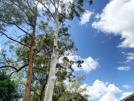 Why you should Prune your Trees more often