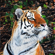 Cher Pruys | Tigress, Acrylic, CANADA