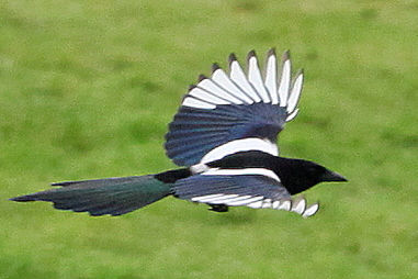 Magpie flight feathers.jpg2