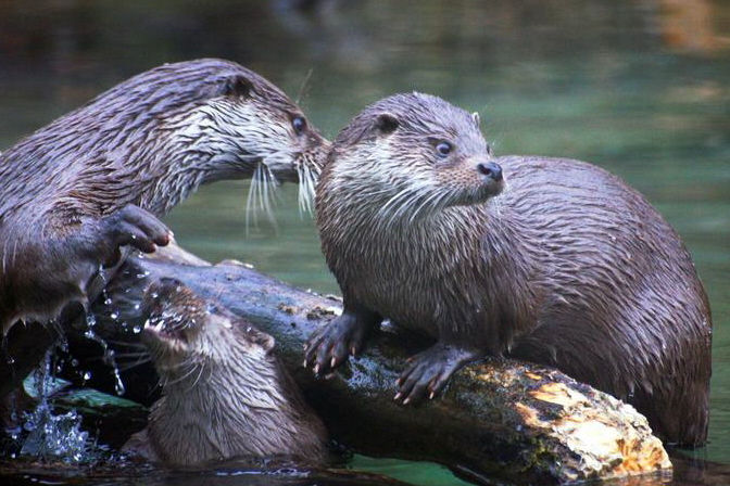 otter_animals_nature_50357.jpg2