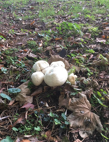 121376043_10159041241216289_180845803502