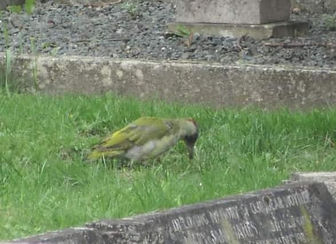 118554698_3313669465364847_8698964096921