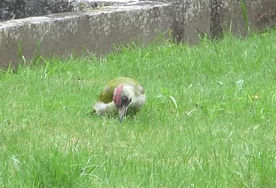 118573618_3313669595364834_2196859305059