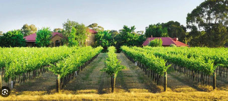 Bendigo Wineries We Visit