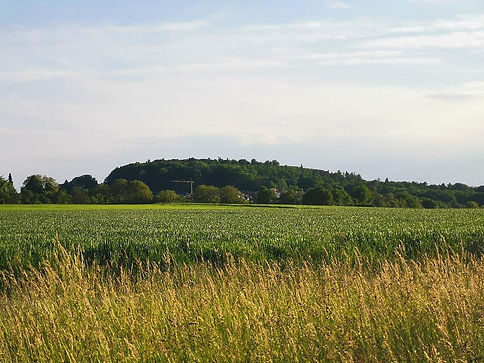 Blick auf den Lemberg bei Affalterbach, Weinberge und Panorama