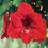 Thumbnail: Amaryllis Bulbs