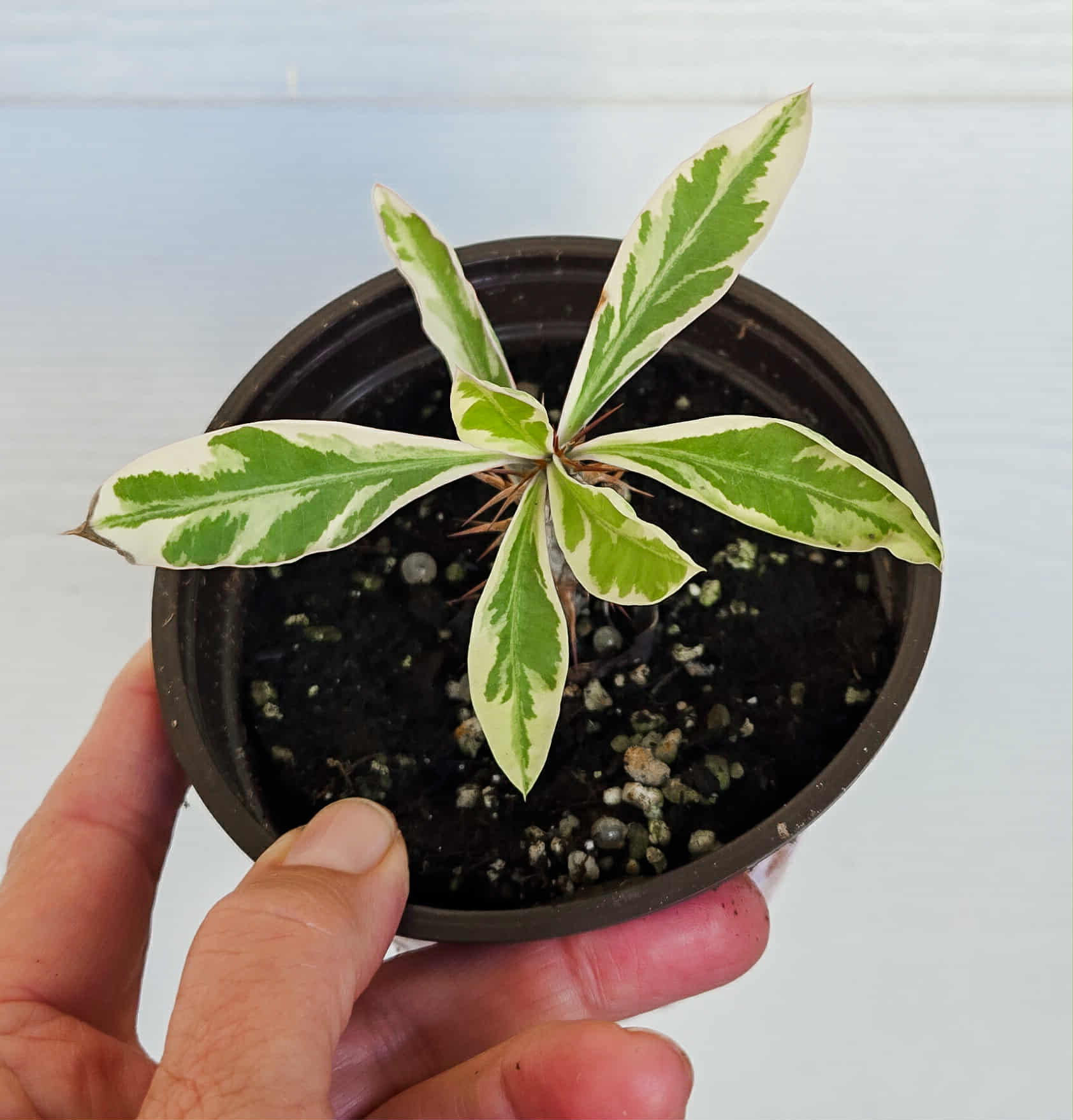 Variegated Crown of Thorns – Bold Blooms with Striking Foliage
