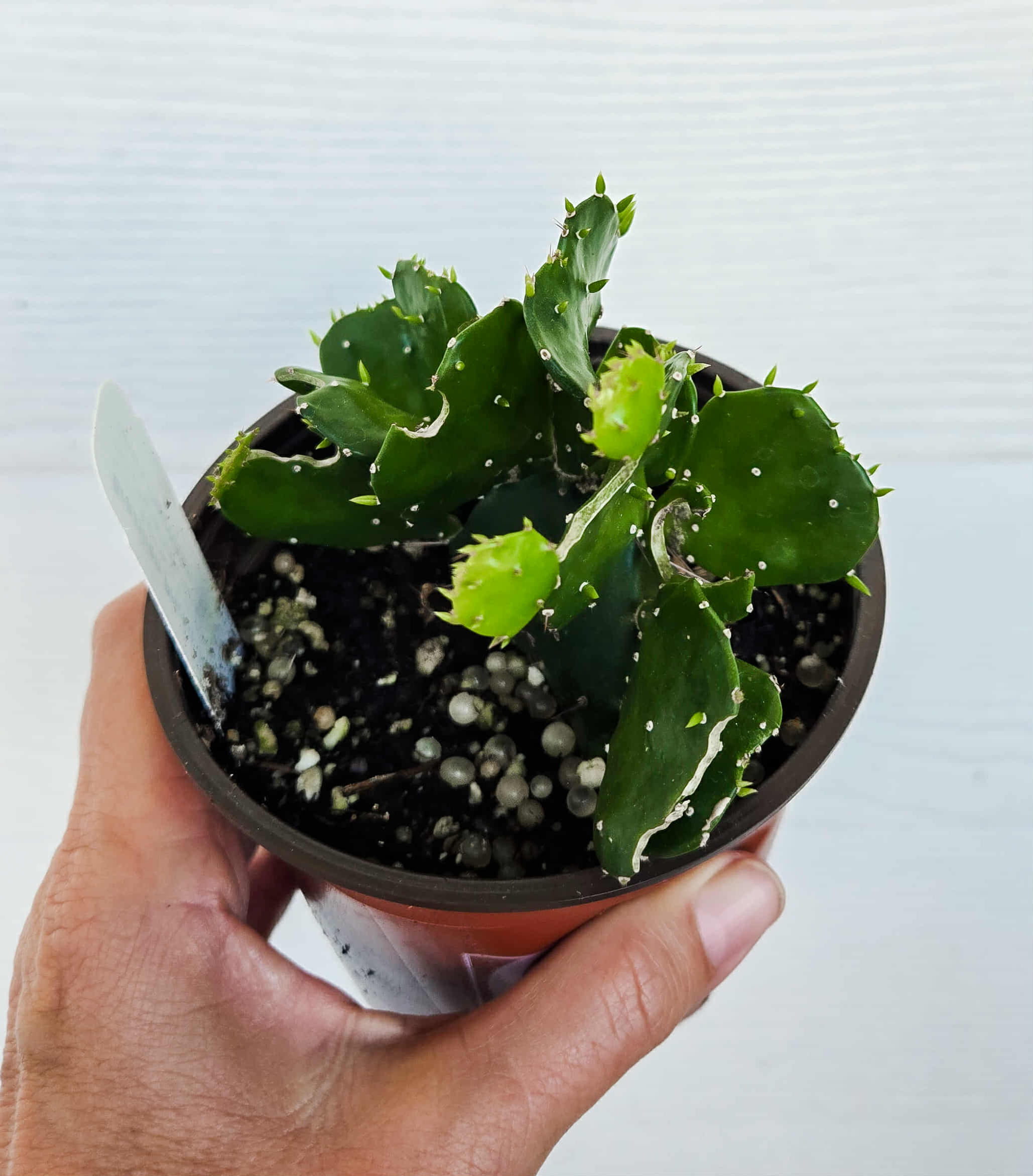 Brazilian Prickly Pear – Tree-Like Cactus with Tropical Flair