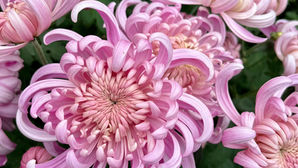 Summer’s Last Hurrah & the Mums Are Marching In!