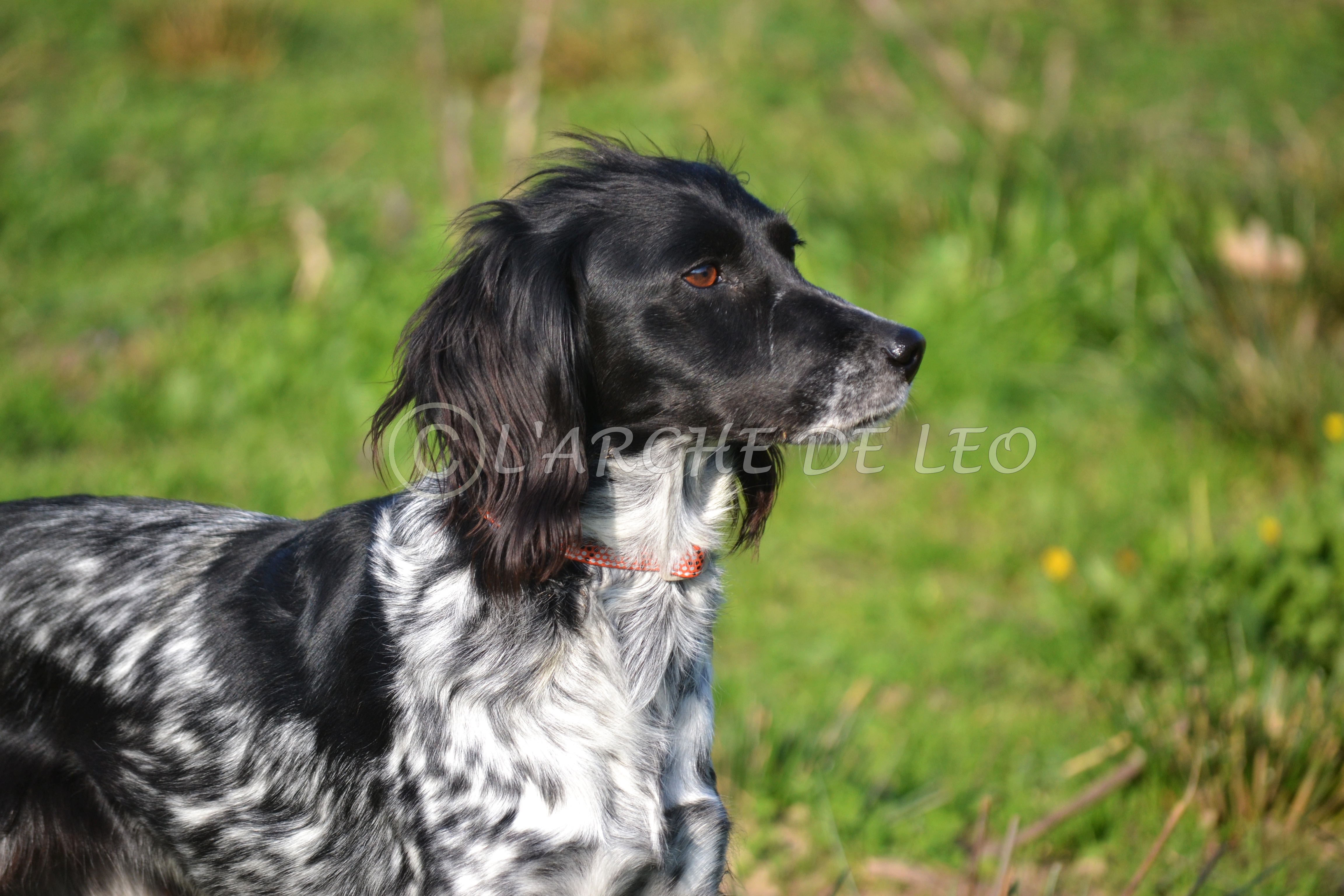Mollie