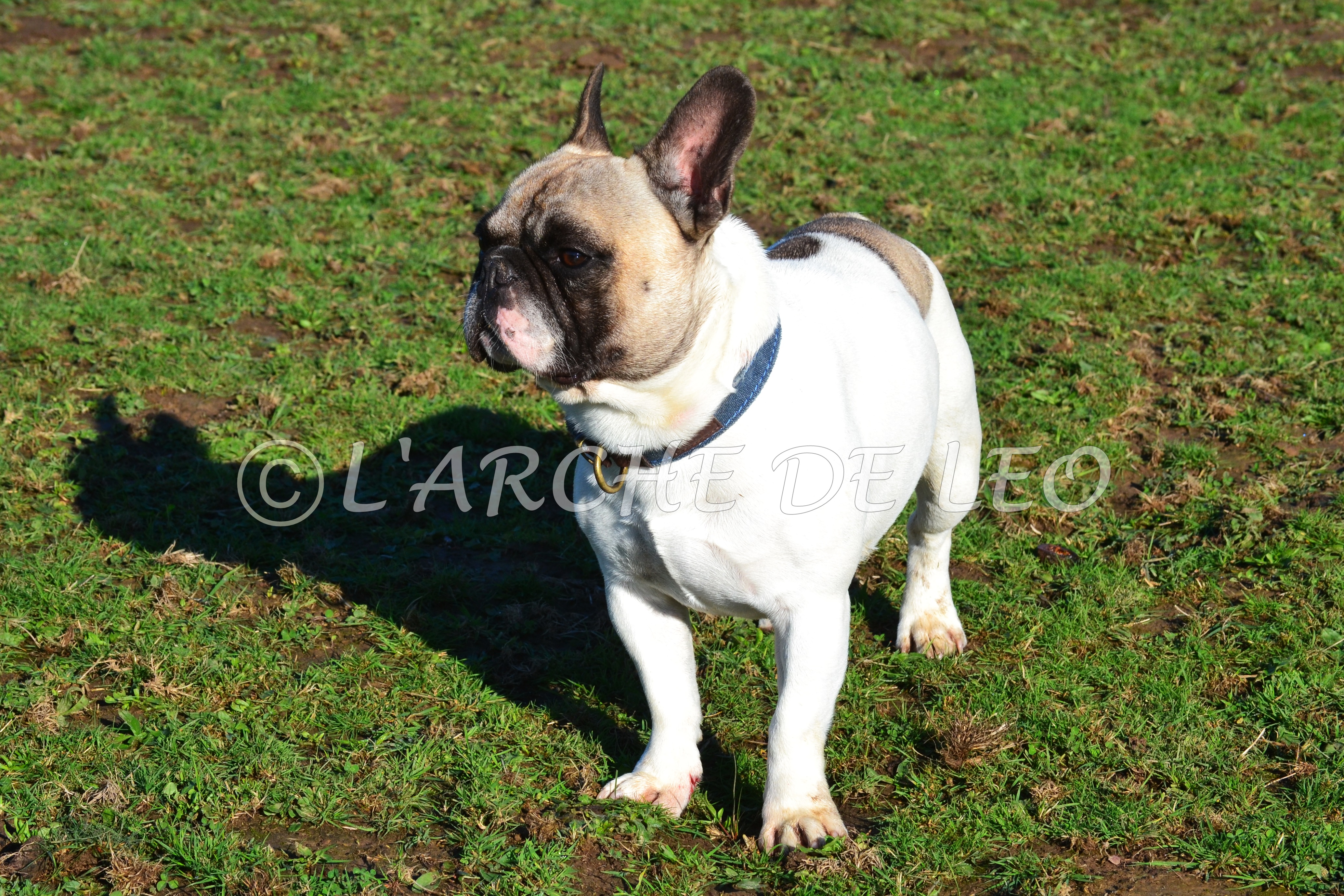 Iago
