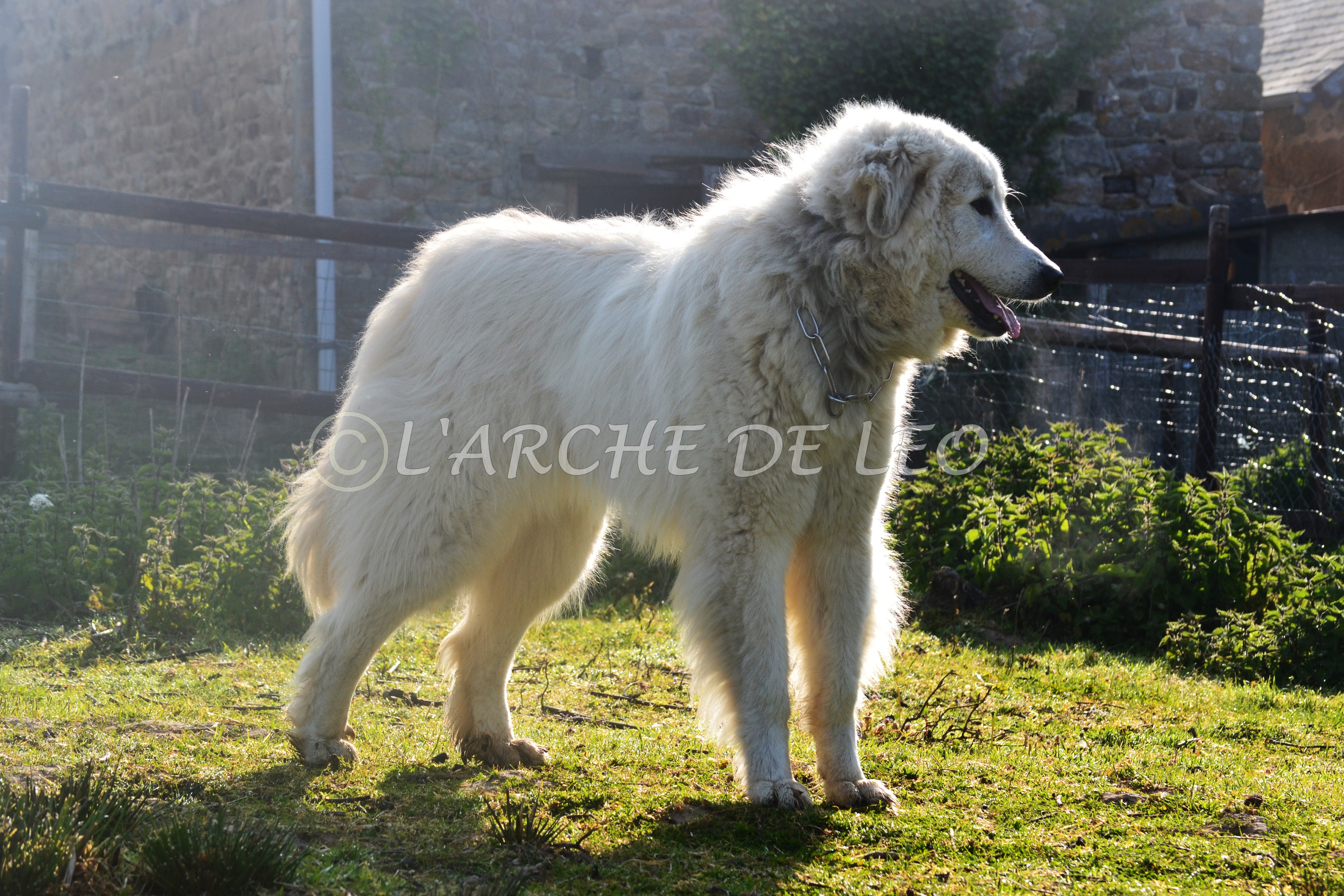 Lucette