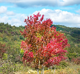 Fall Foliage 2019 - Route 10-0011.JPG