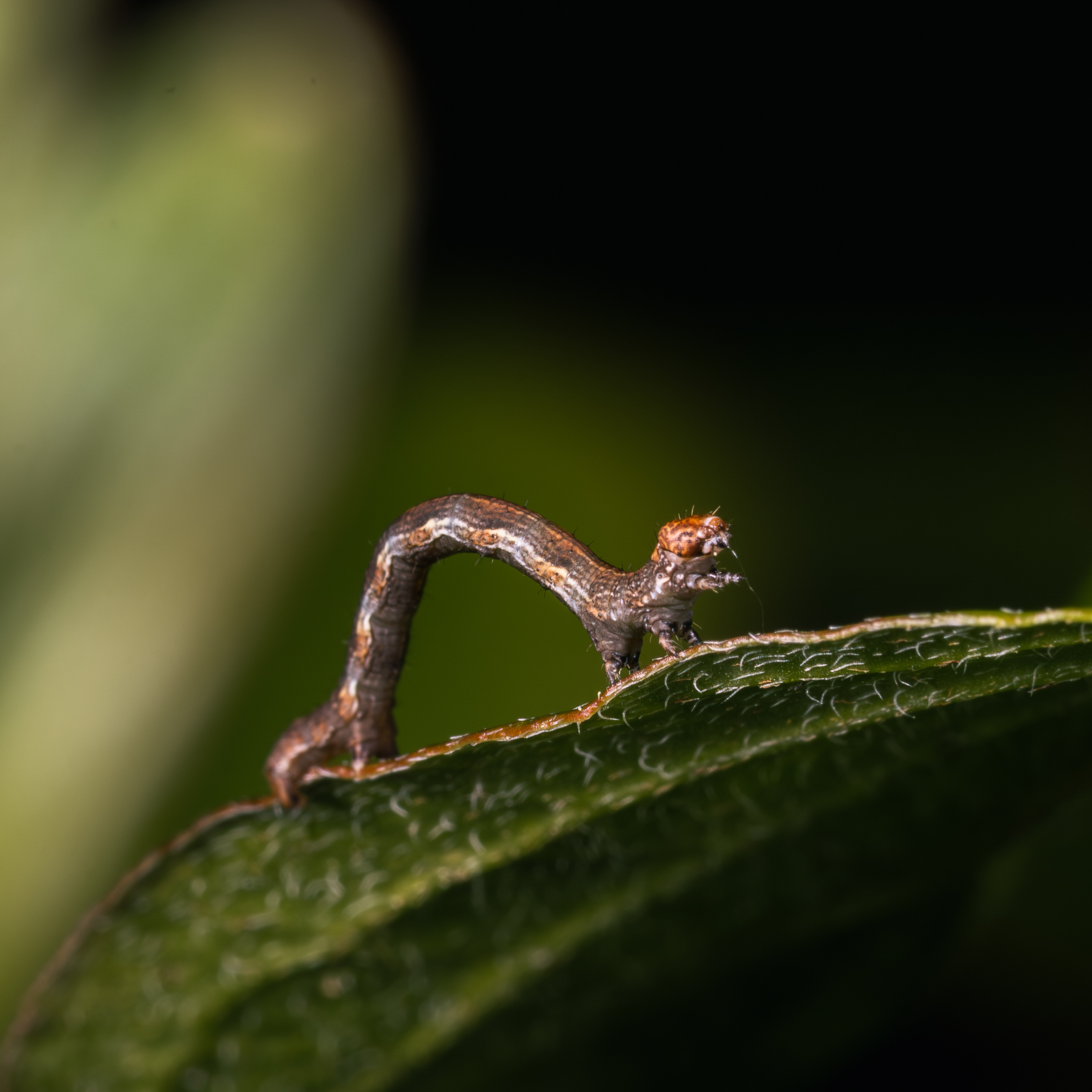 230427_RU_90mm f2.8 G_Makrofotografie_Lußhardt_4236-Verbessert-RR.jpg