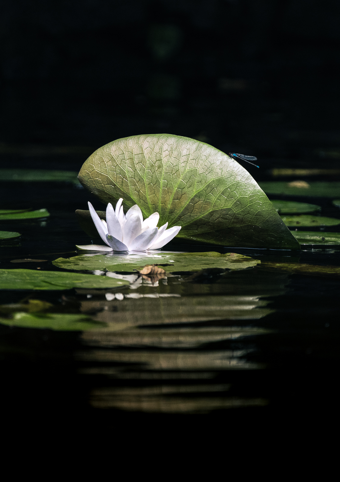 220713_RU_Mecklenburgische Seenplatte_Havel_848.jpg