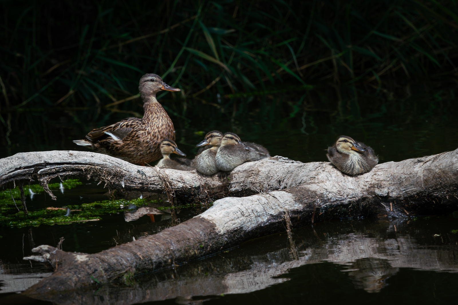 230717_RU_Kanutour Werra_5405-Verbessert-RR.jpg