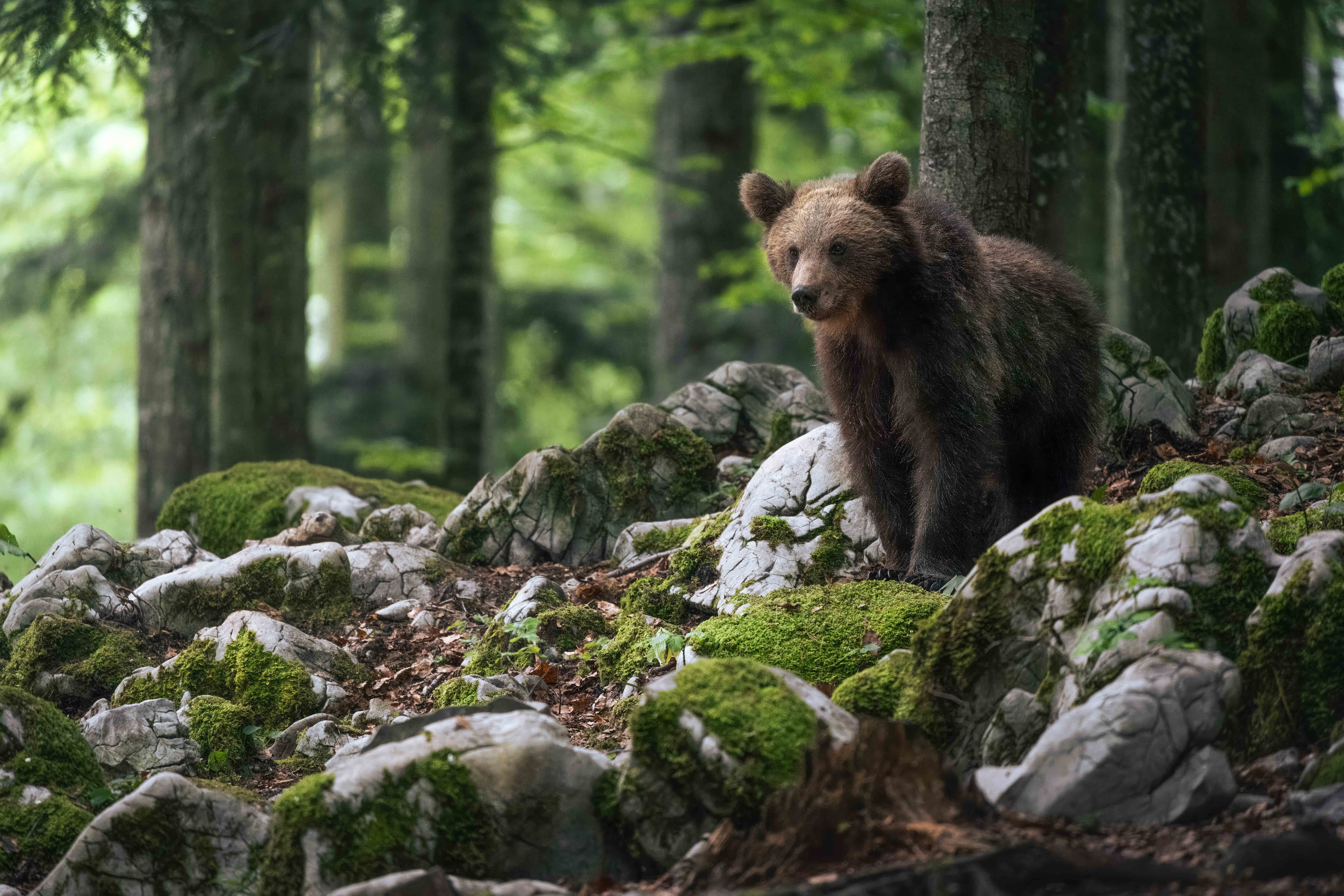 240517_RU_Slovenia_Bears_15801.jpg