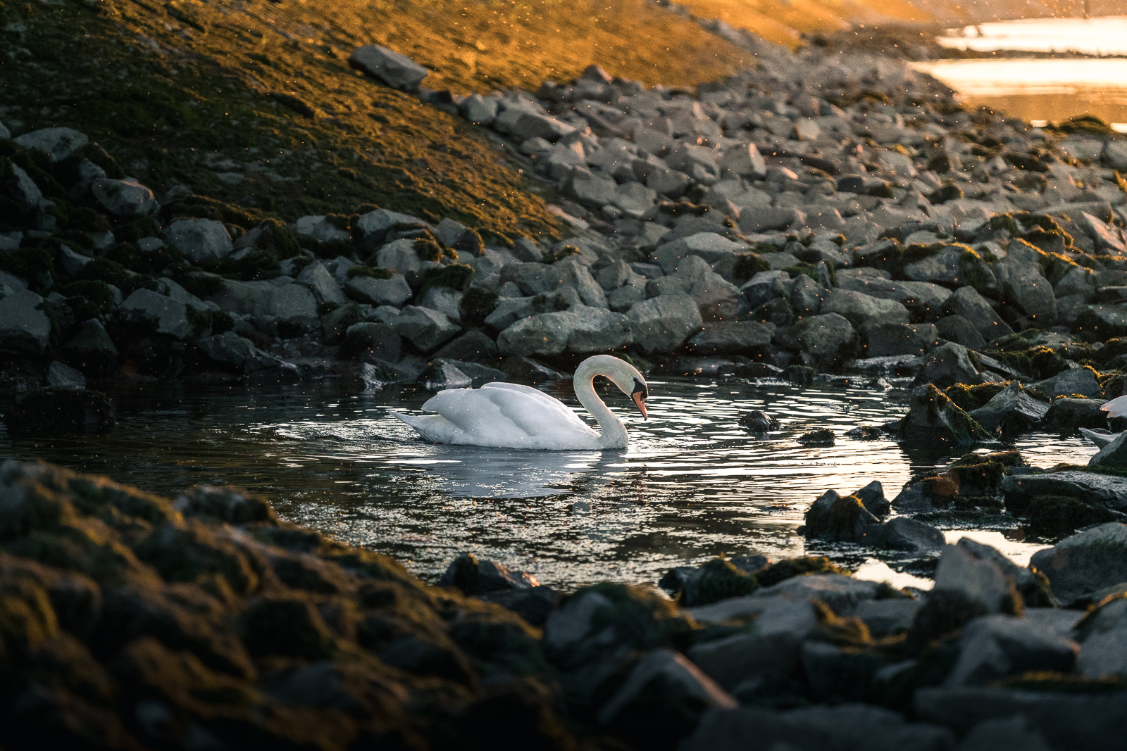 _DSC6600_Rheinaue_Bremengrund_Schwan am Rhein.jpg