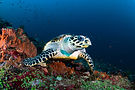 2025.05.Komodo-10.jpg
