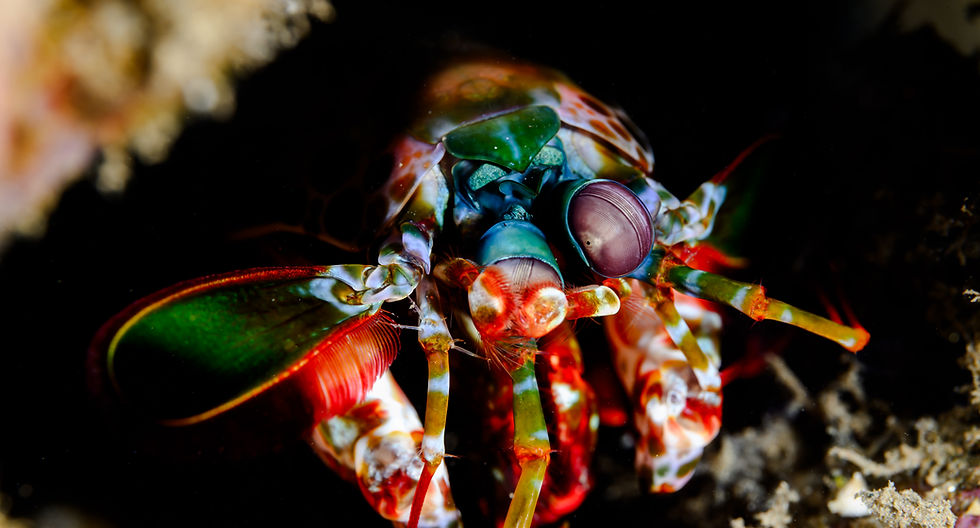 BVDR_Diving-13.jpg