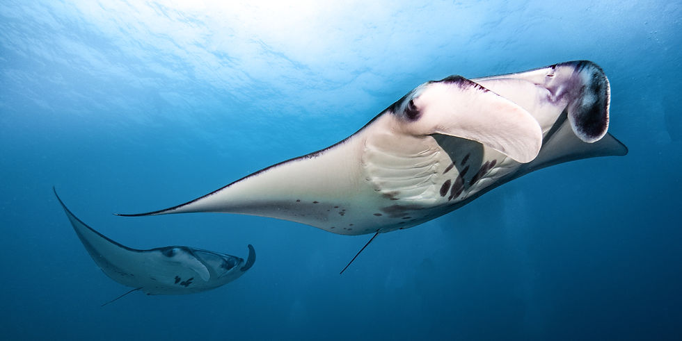 Manta Rays in the Maldives
