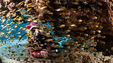 EcoProDivers Newsletter Signup Background.jpg