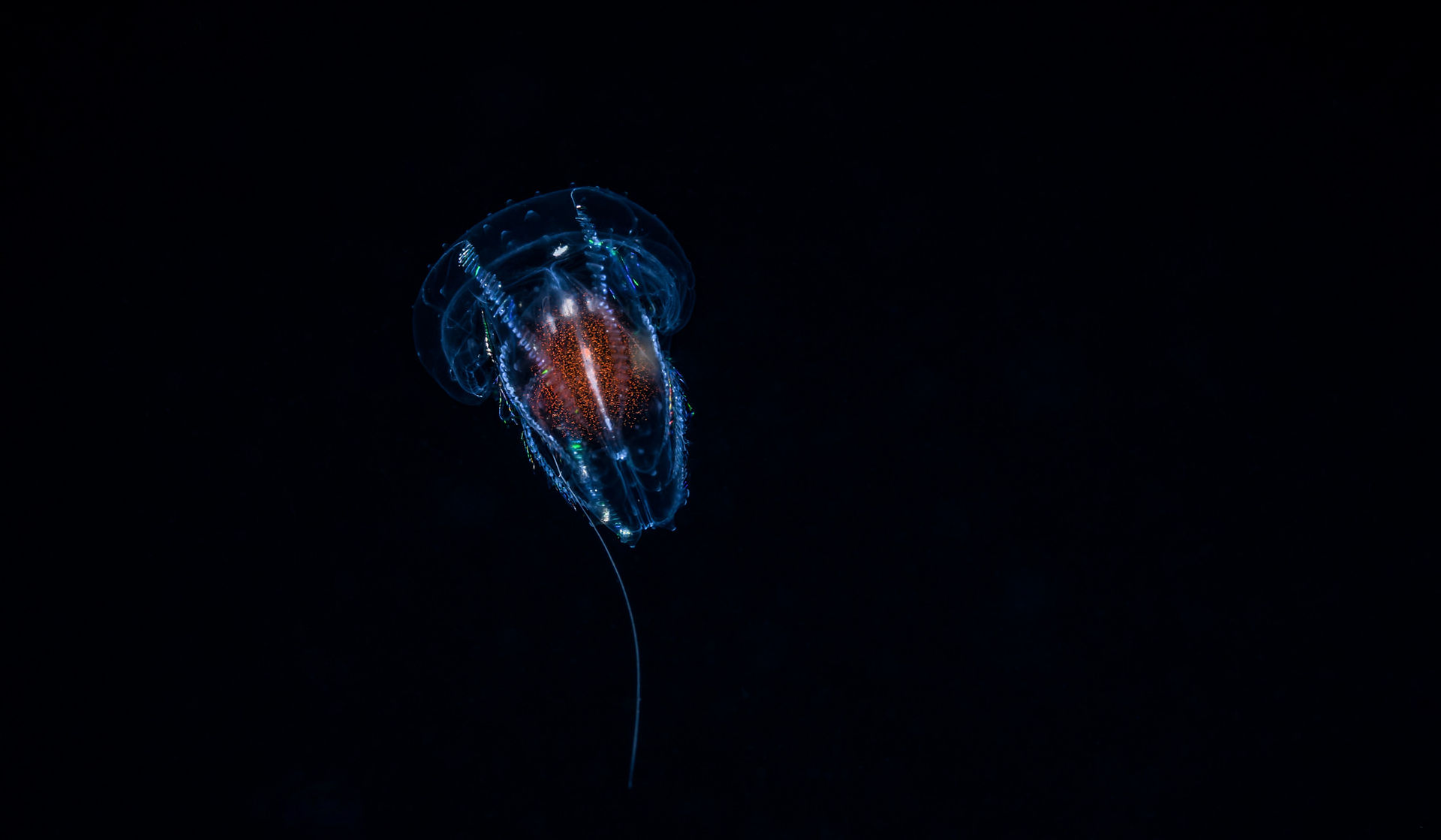 Comb jelly light up