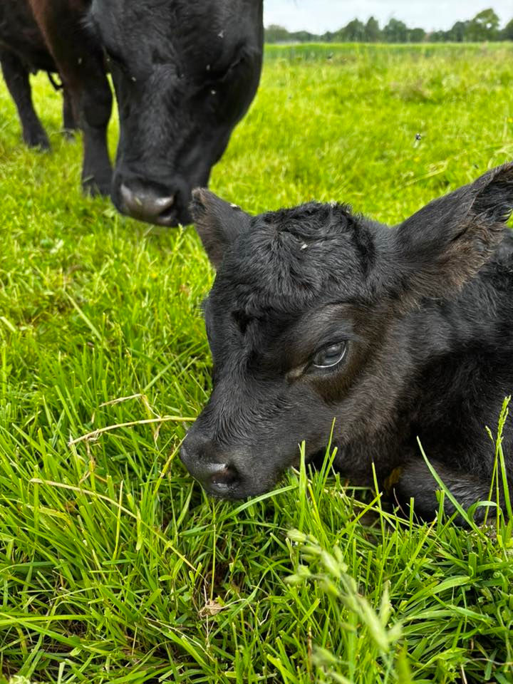 Specop Australian Lowline
