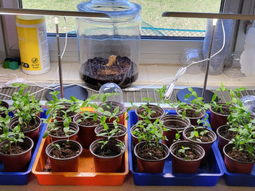 Platteville First Graders Plant Milkweed