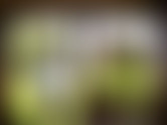 Editor’s Tribute to Julie Pluemer