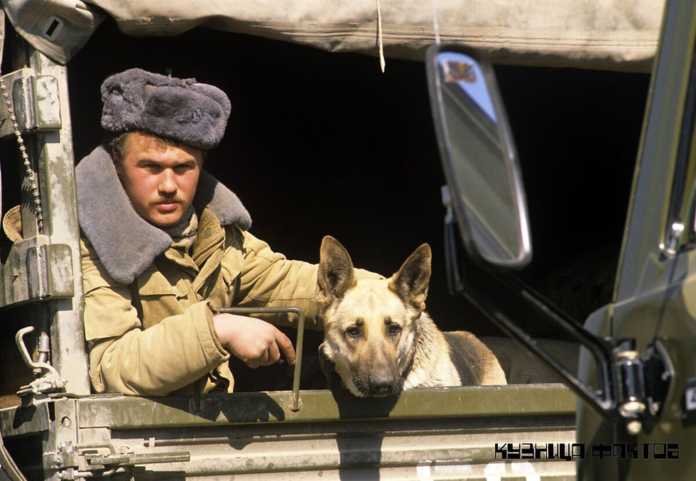 Dogs in Afghanistan