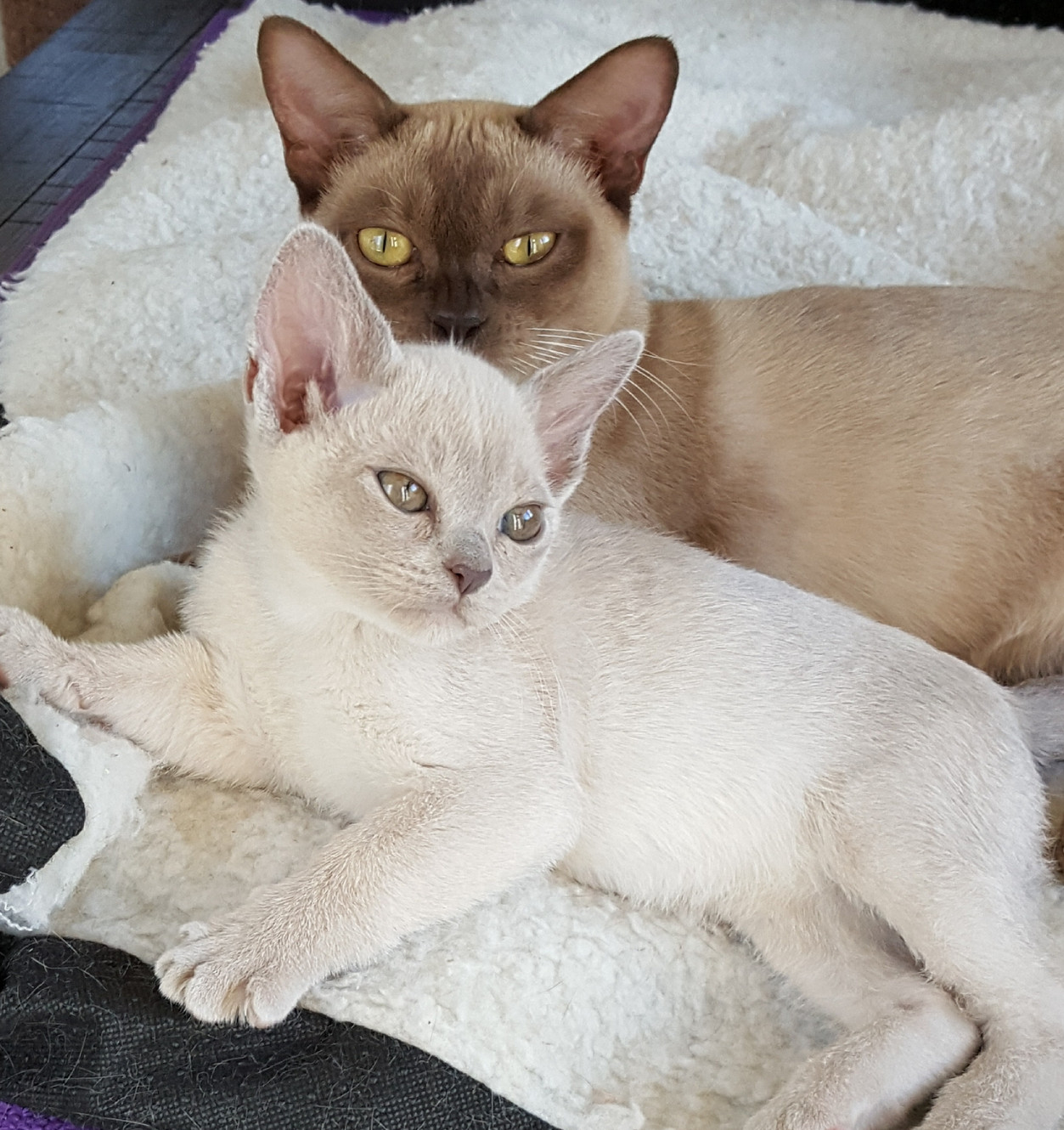 Moondance Burmese Cat Breeders Victoria Frankston