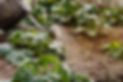 Garden Maintenance.jpg