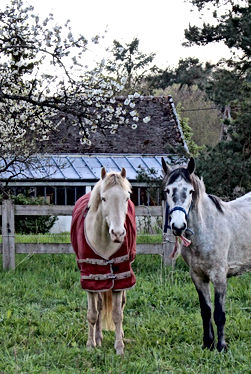 Les Petites Écuries 78 chevaux et poney enseignement pension balade loisir competition vente